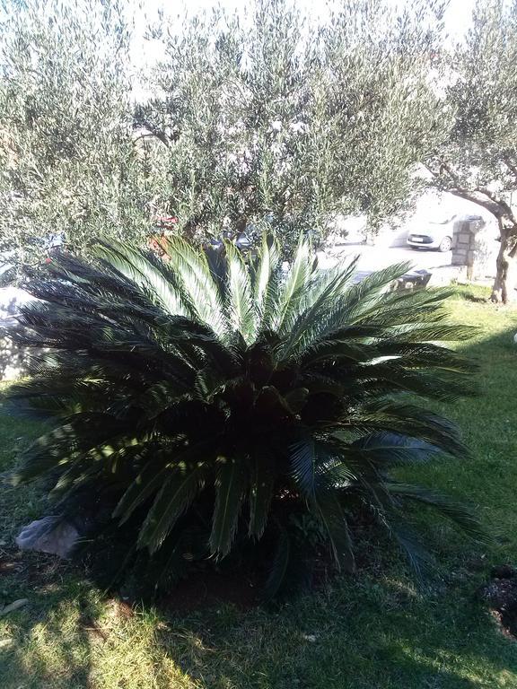Guest house Private Carevic Dubrovnik